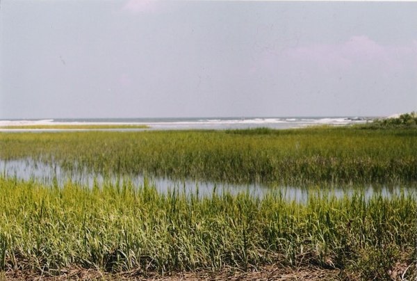 Tidal marsh