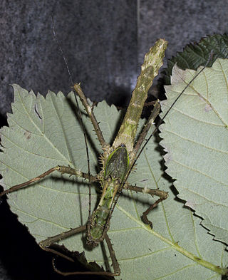 <i>Haaniella erringtoniae</i> Species of stick insect