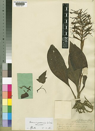 <i>Habenaria batesii</i> Species of flowering plant