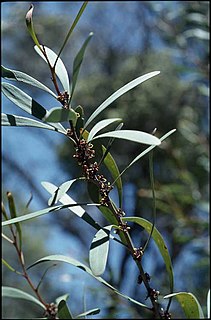 <i>Hakea hookeriana</i> Species of shrub in the family Proteaceae endemic to Western Australia