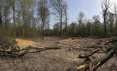 Hambacher Forst 30.03.2014 02.jpg