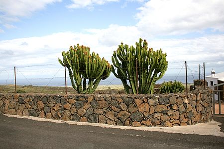 Haría - LZ-203-Calle Remo - Euphorbia abyssinica 01 ies.jpg