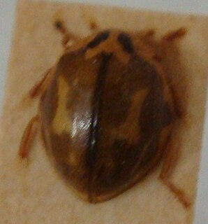 <i>Harmonia antipodum</i> Species of beetle