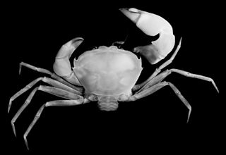 <span class="mw-page-title-main">Pseudozioidea</span> Superfamily of crabs