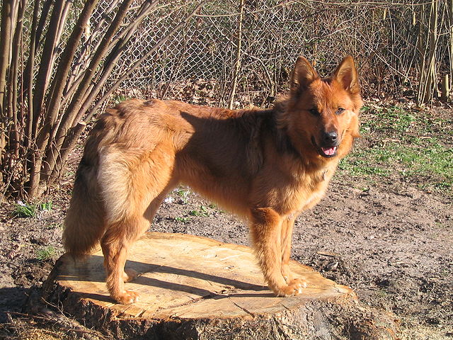 German: Harzer Fuchs ('Harz fox')