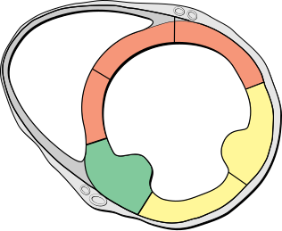 File:Heart short axis myocardial segments.svg