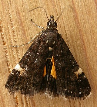 <i>Heliothela</i> Genus of moths