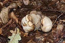 Two Helix pomatia snails mating Helix pomatia copulation 2012 G1.jpg