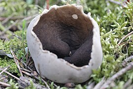 Helvella leucomelaena (26750249795).jpg