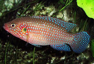 <span class="mw-page-title-main">Jewel cichlid</span> Genus of fish