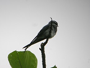 A kép leírása Hemiprocne mystacea -Pápua Új-Guinea-8.jpg.