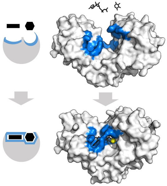 Archivo:Hexoquinasa inducida fit.svg