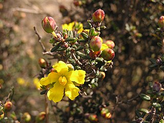 <i>Hibbertia exasperata</i> Species of flowering plant