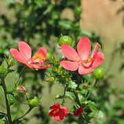 Hibiscus coddii