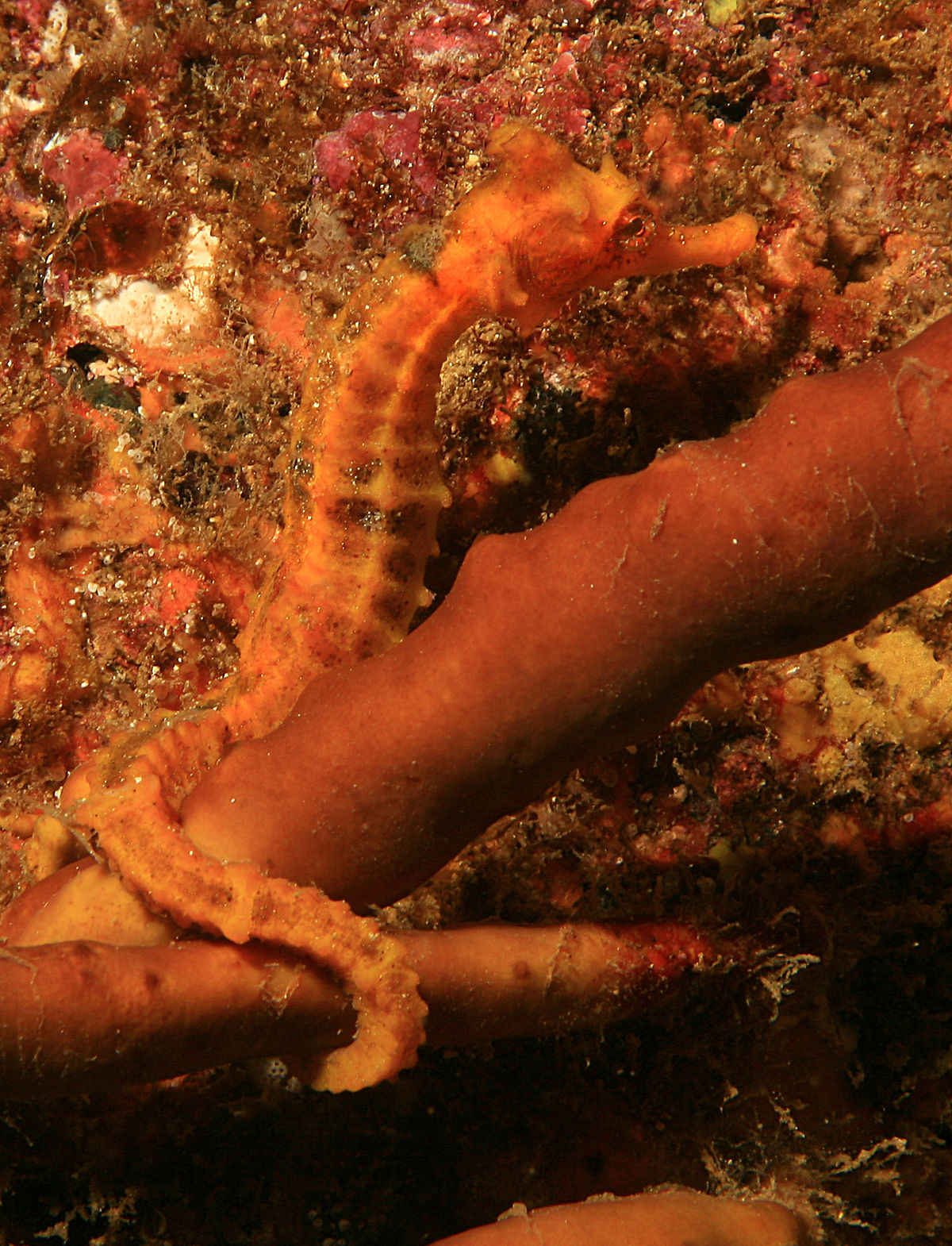 Pacific seahorse - Wikipedia