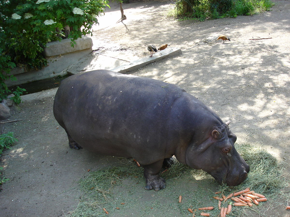 hippopotamus - Wiktionary