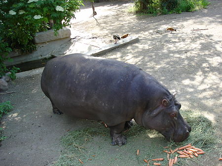 Tập_tin:Hippopotamus.jpg