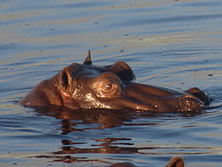 Hippopotamus - photo by Kim Parry, Ontario CA. (9471308820).jpg