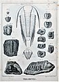 Trilobitenfossilien in Histoire naturelle des crustacés fossiles