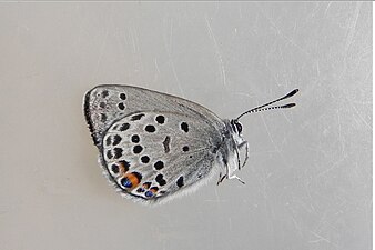 Imago fjäril, undersida