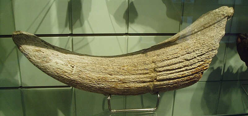 Archivo:Horn of Bison priscus.jpg