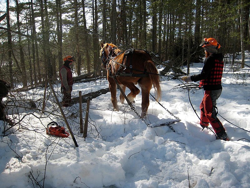 File:Horse logging.jpg