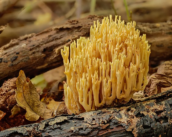 圖為粉紅枝瑚菌（Ramaria formosa）。