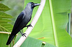 House Crow (Corvus splendens)1.JPG