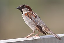 Sparrow mar08.jpg