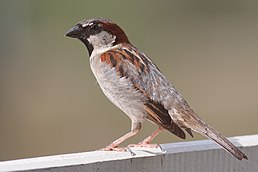 Горобець хатній, Passer domesticus