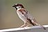 House Sparrow mar08.jpg