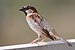 House Sparrow mar08.jpg