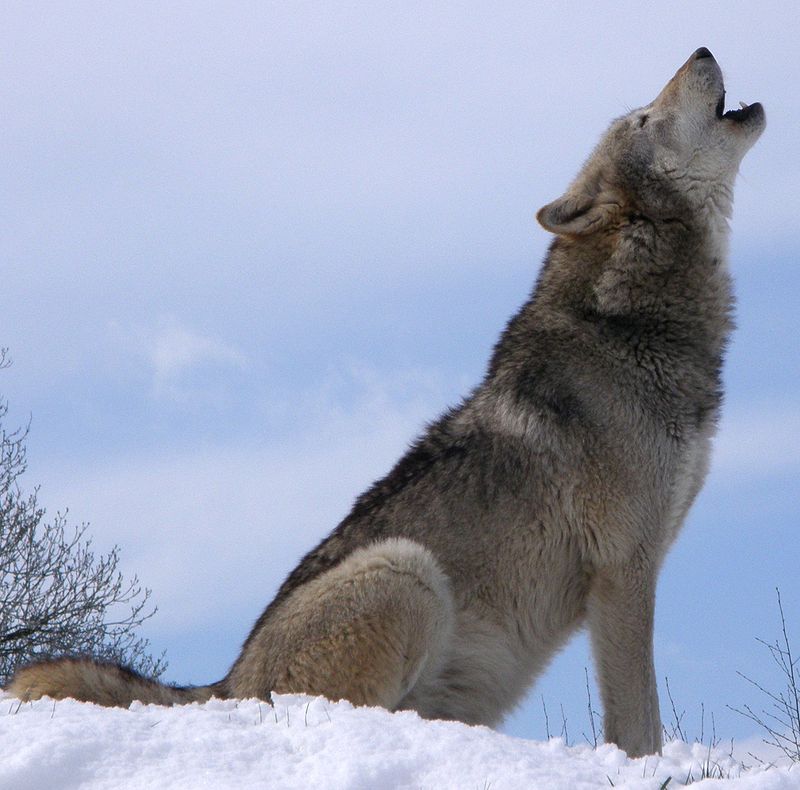 wolf sitting howling at full moon