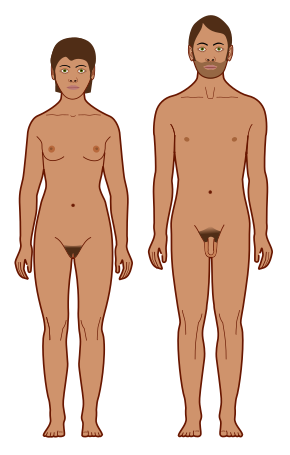 290px-Human_body_features.svg.png