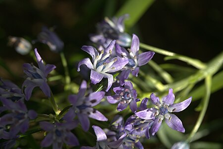 Hyacinthoides reverchonii