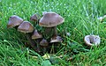 * Nomination Hygrocybe irrigata, Slimy Waxcap Mushroom --Stu's Images 21:58, 14 June 2015 (UTC) * Decline Insufficient quality. There are relevant parts of the plant too unsharp, sorry --Ezarate 00:41, 15 June 2015 (UTC)