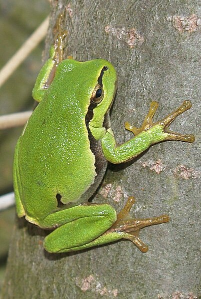 File:Hyla arborea 3.JPG