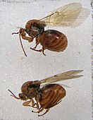 Imago Andricus kollari, vrouwtjes