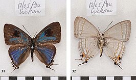 Hypolycaena phorbas