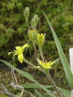 Hypoxis hemerocallidea