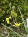 Inflorescence and Flowers