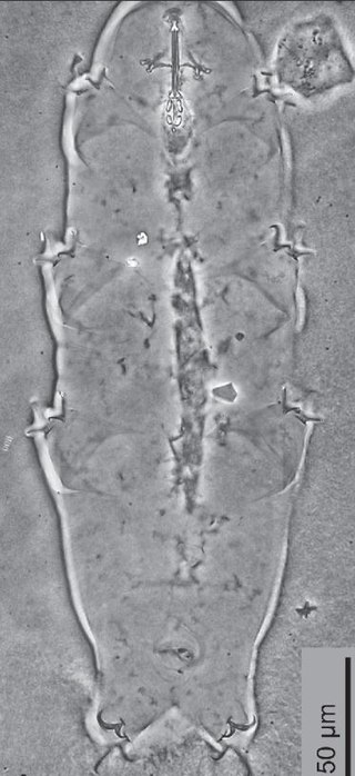 <i>Hypsibius vaskelae</i> Species of tardigrade