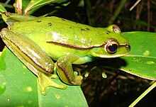 Mundo Novo tree frog httpsuploadwikimediaorgwikipediacommonsthu