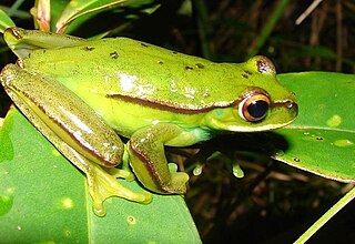 <span class="mw-page-title-main">Mundo Novo tree frog</span> Species of amphibian