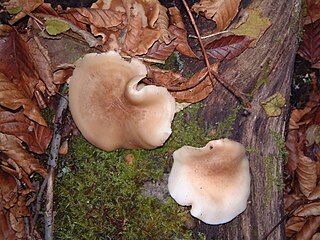 <i>Hypsizygus tessulatus</i> Species of mushroom-forming fungus