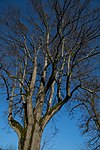 Summer linden (Tilia platyphyllos)