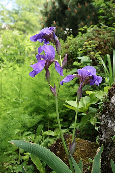 File:IIris croatica Botanicki vrt 3 080509.jpg