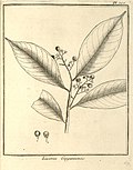 Icacorea guianensis Aublet 1775 pl 368.jpg