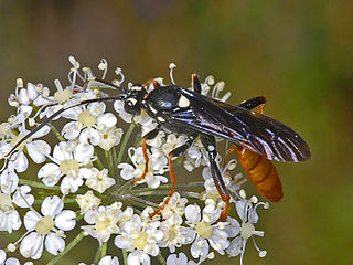 <i>Amblyjoppa fuscipennis</i> Species of wasp