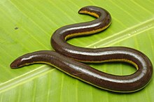 Ichthyophis kodaguensis, Basarekattae, Hindistan.jpg